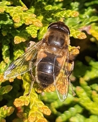 Eristalis