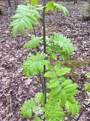 Sorbus aucuparia