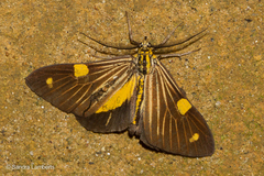 Phaeochlaena lampra