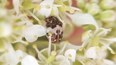 Anthrenus isabellinus