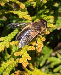 Eristalis
