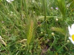 Mogulones geographicus