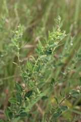 Clutia hirsuta
