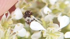 Anthrenus isabellinus