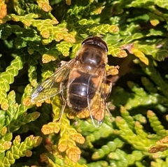 Eristalis