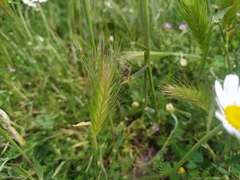 Mogulones geographicus