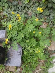 Chelidonium majus