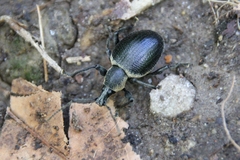 Otiorhynchus vehemens