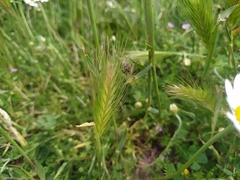 Mogulones geographicus