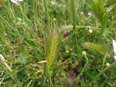 Mogulones geographicus