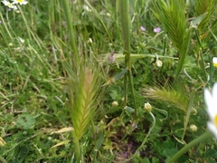 Mogulones geographicus