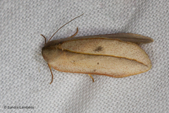 Maschane
