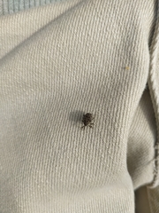 Mogulones geographicus