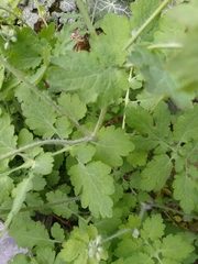 Chelidonium majus