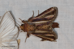 Rifargia picta