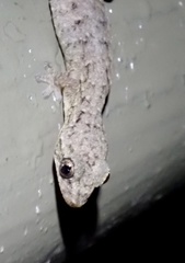 Hemiphyllodactylus hongkongensis