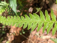Microlepia marginata bipinnata