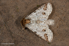 Sericochroa tenuis