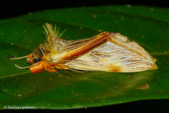 Trichomaplata vittata