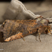 Hippia Moths - Photo (c) A Lamberts, some rights reserved (CC BY-NC), uploaded by A Lamberts