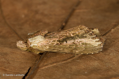 Pentobesa inexpectata