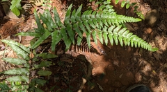 Microlepia marginata bipinnata