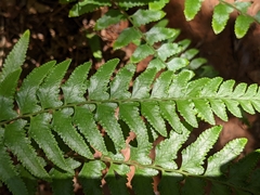 Microlepia marginata bipinnata