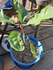 Kigelia africana