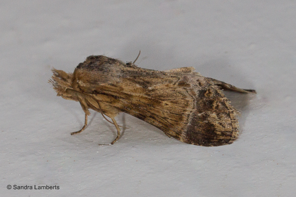 Xylodonta