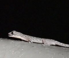 Hemiphyllodactylus hongkongensis