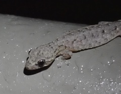 Hemiphyllodactylus hongkongensis