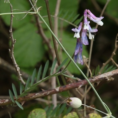 Vicia villosa pseudocracca