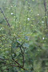 Endostemon obtusifolius