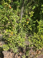 Ximenia