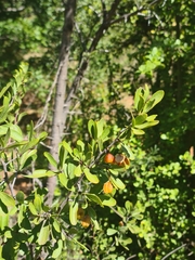 Ximenia