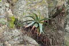 Aloe pretoriensis