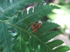 Choreutis amethystodes
