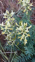 Astragalus eremiticus