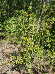 Ximenia