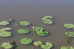 Nymphaea nouchali caerulea