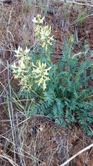 Astragalus eremiticus