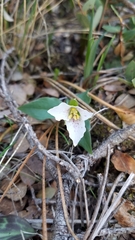 Pseudotrillium rivale