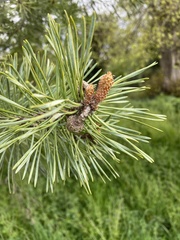 Pinus