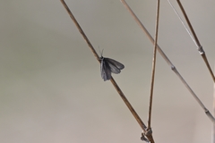 Ethmia pyrausta