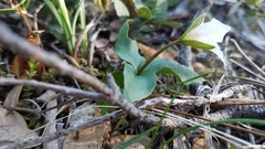 Pseudotrillium rivale