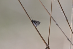 Ethmia pyrausta