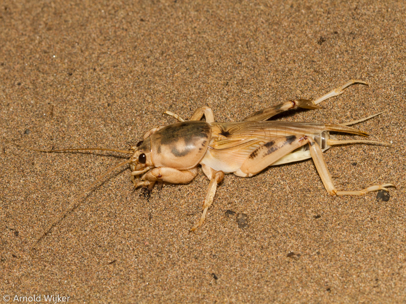 Scapteriscus