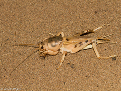 Scapteriscus oxydactylus