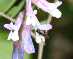 Ceratina