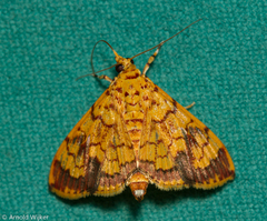 Portentomorpha xanthialis